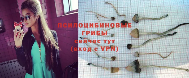 Псилоцибиновые грибы Psilocybe  Анива 